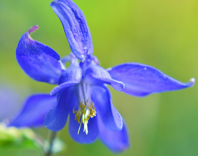 2 - Klokkeformede akelejer
